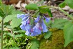 PICTURES/Pigeon Mountain - Wildflowers in The Pocket/t_Virginia Bluebells3.JPG